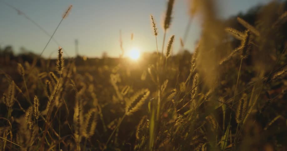 Sunlight shines onto a field of tall plants in the evening