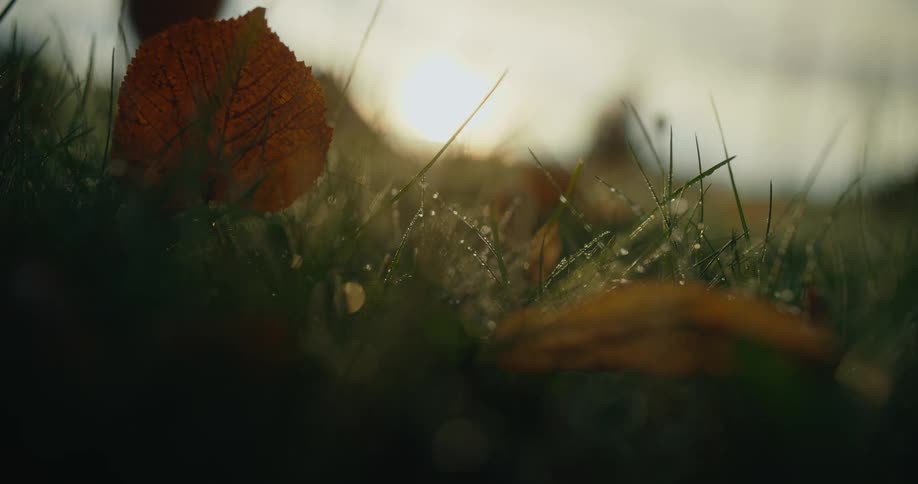 The sun shines on dew covered grass and leaves on the ground as someone walks by