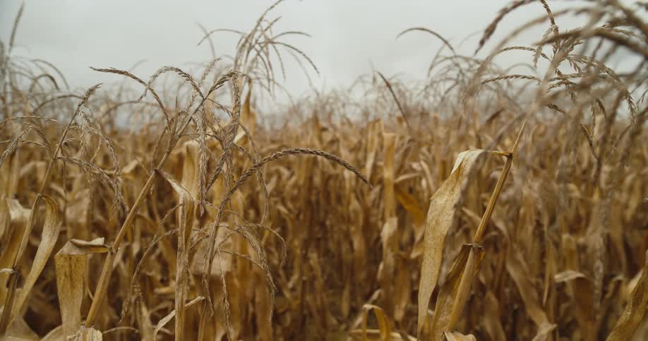 A field of wheat crops are displayed at a farm