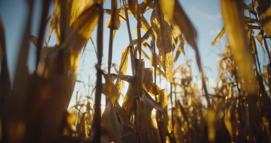 Rows of corn wave slightly in the breeze on sunny day