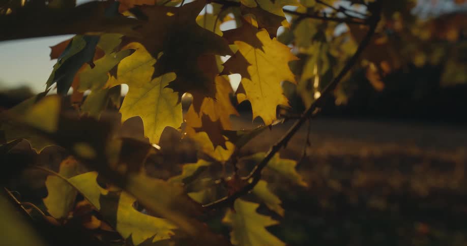 The sun shines brightly on fall colored leaves on a tree