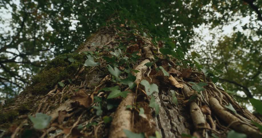 The trunk of tall tree covered in vines and moss