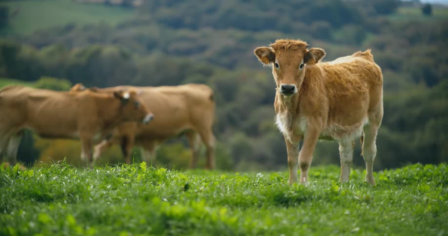 A few cows are hanging out in the wild in the daytime
