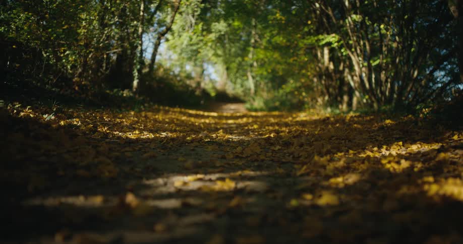 A bunch of colorful leaves on the ground around nature area