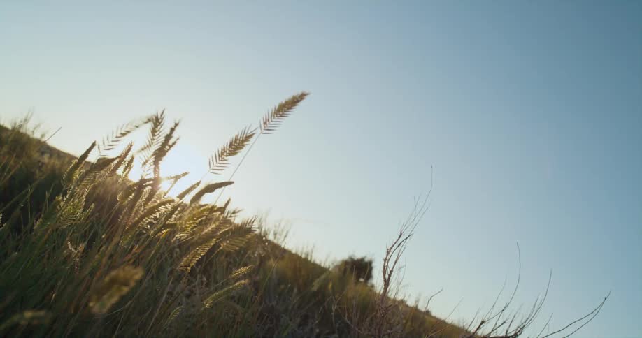 Weeds in a field are swaying in the wind at sunset