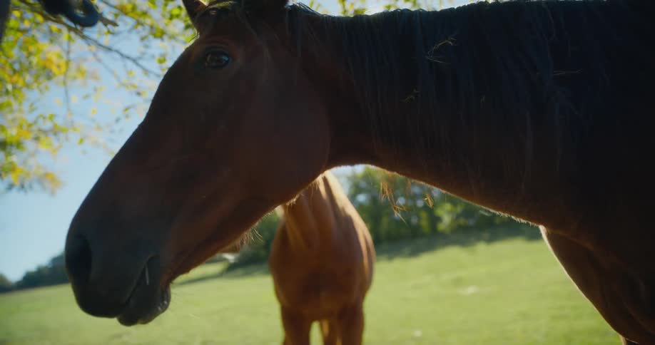Two brown horses stand on meadow on sunny day