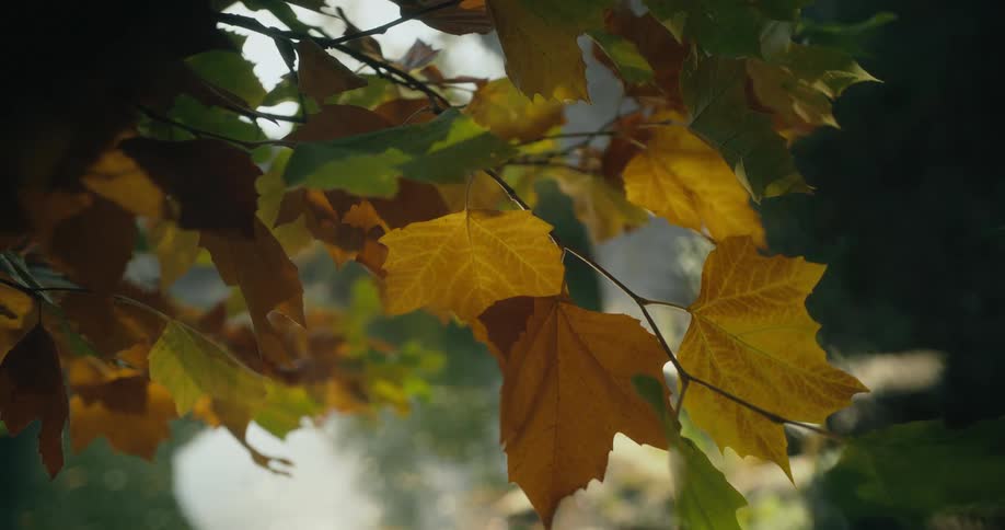 Waves of sunlight reflecting on green and yellow maple leafs
