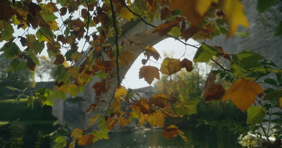 The sunlight reflecting off the water surface shimmers on the leaves near the arched bridge
