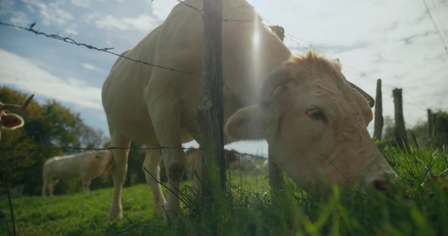 A cow leans over a barbed wire fence to eat grass
