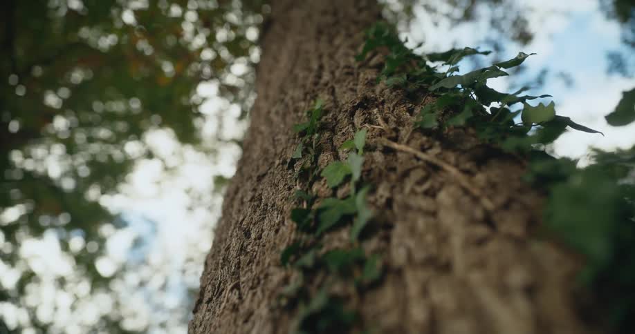 Close up of tree trunk in the woods