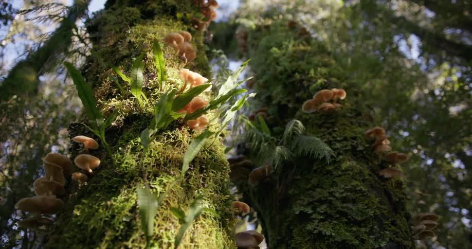 Mushrooms and moss grow on tree trunks
