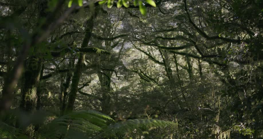 The forest is lush and full of green