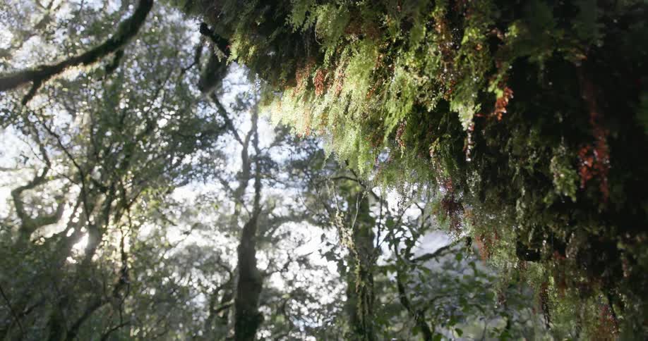Moss living on a tree flutters in the breeze