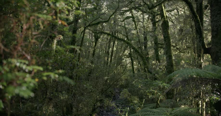 The forest has many branches hanging low and full of green