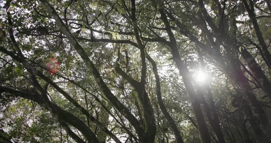 The forest has many trees and the sun is shining through