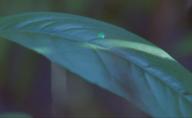 Sunlight shines on a green leaf