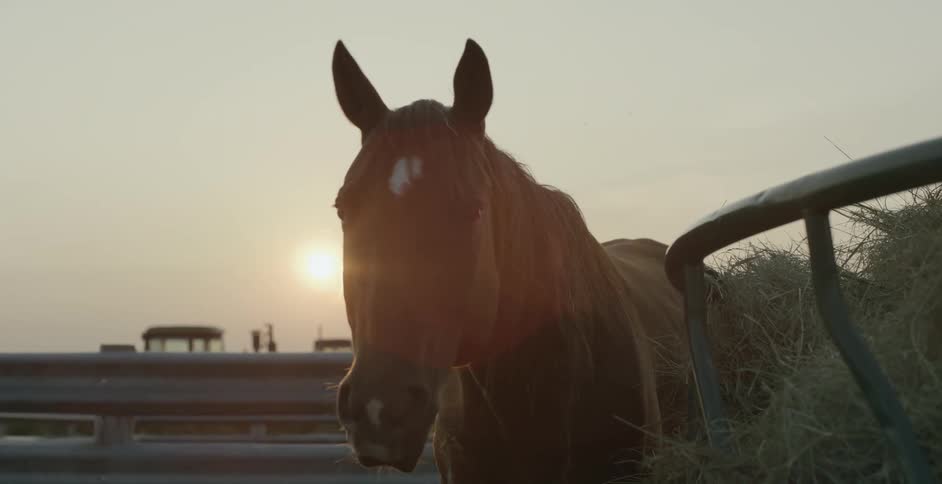 A horse is eating hay