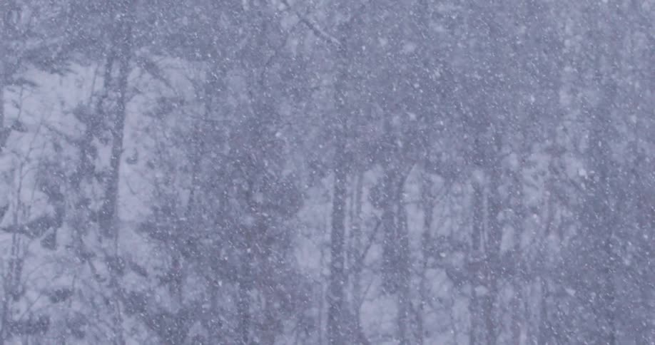 It is snowing heavily by the forest