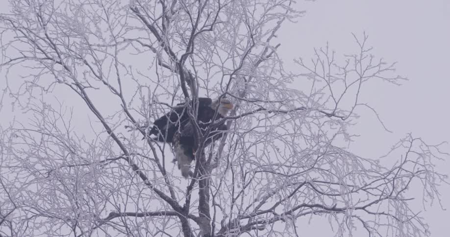 A bird flying out of a tree