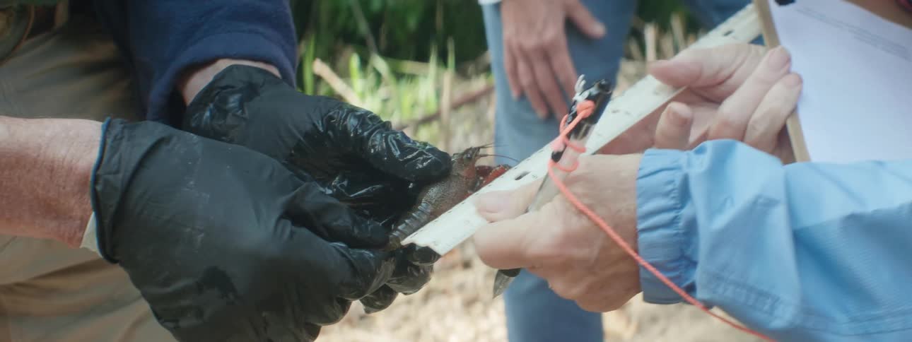 Scientists are using a ruler to measure the size of a crustacean