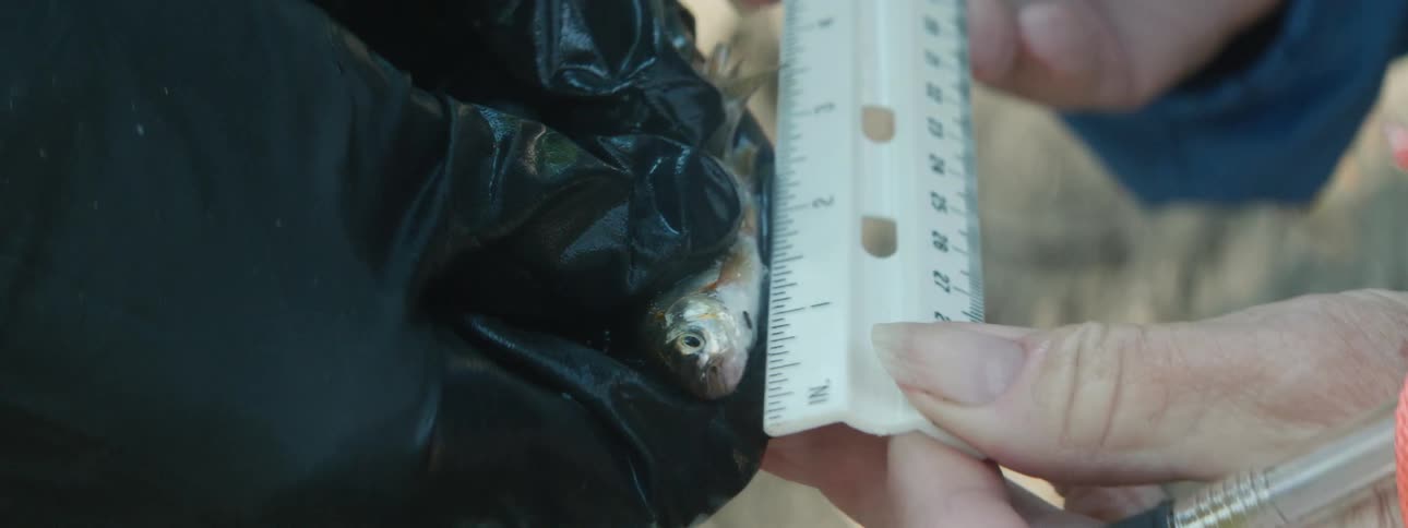 A person measuring a fish