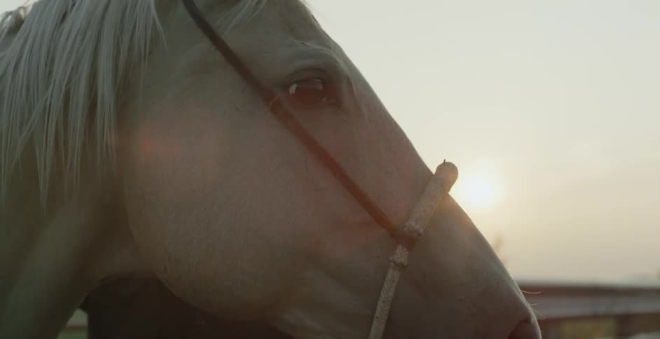 A man standing outside with a horse