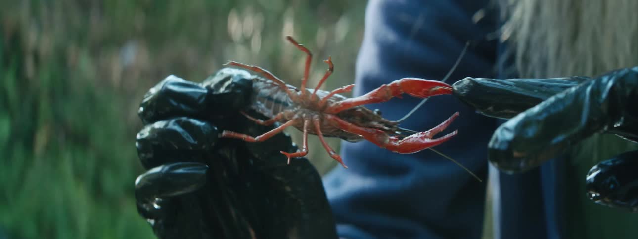 A man measures a crayfish