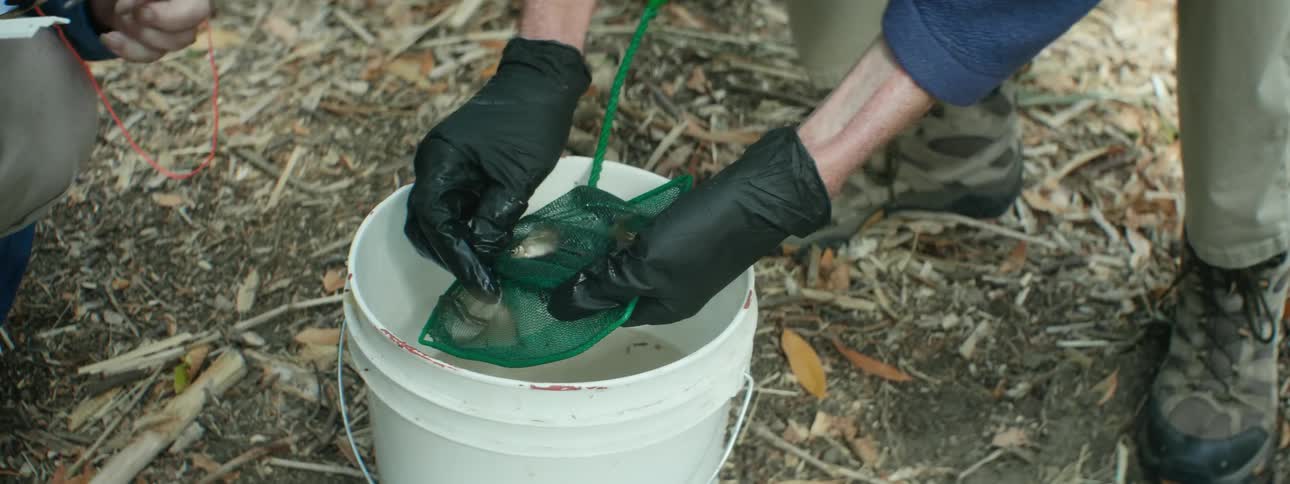 People are removing fish from the bucket