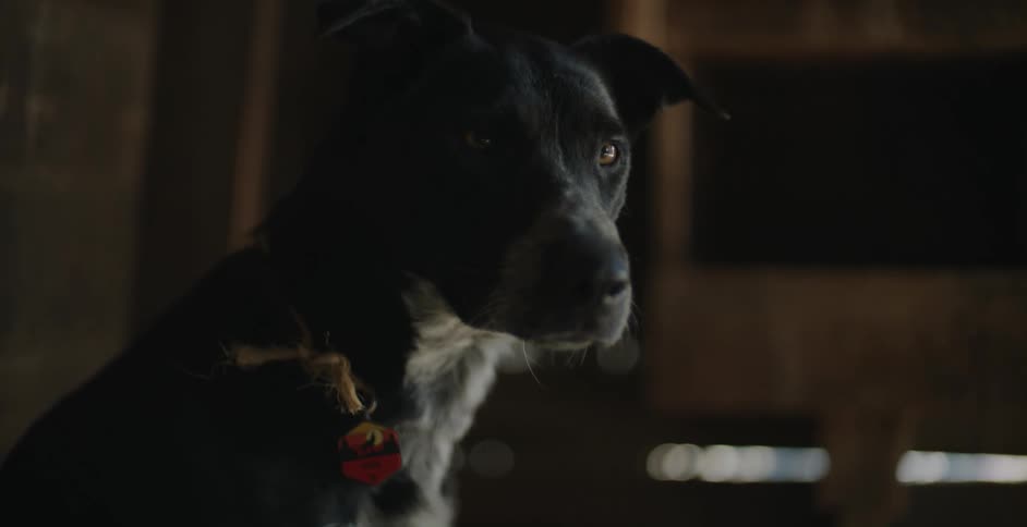 A dog looks around at its surroundings while sitting indoors