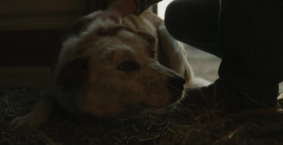 A boy is wearing a hat with a feather in it as he bends down in the doorway of a barn and pets a dog