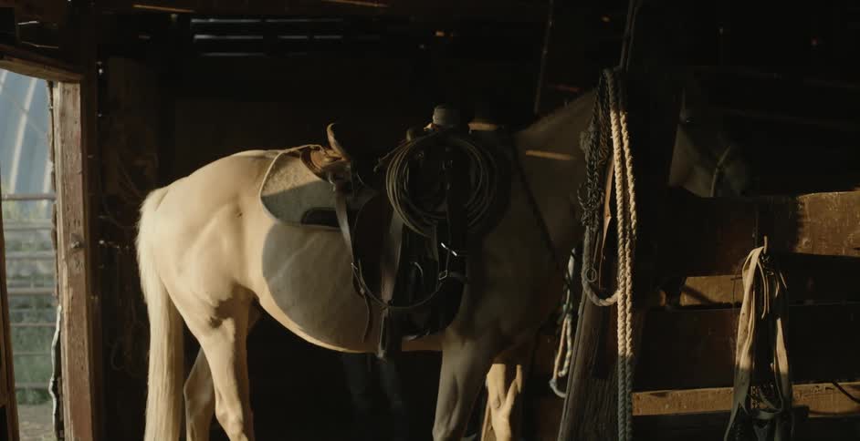 Man puts saddle on white horse in the stable