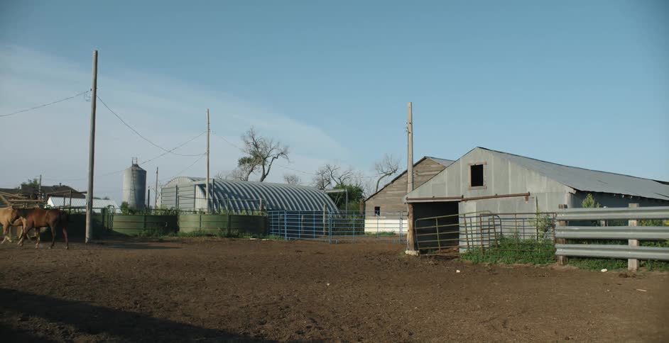 A pair of horses walk along a ranch on a clear day