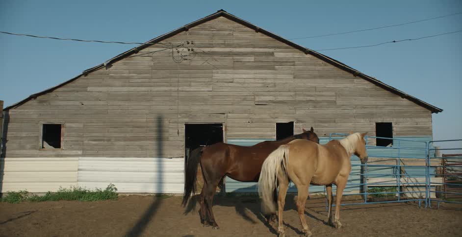 Two horses standing outdoors