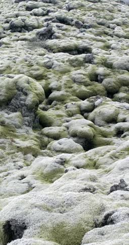Moss covered rocks in nature