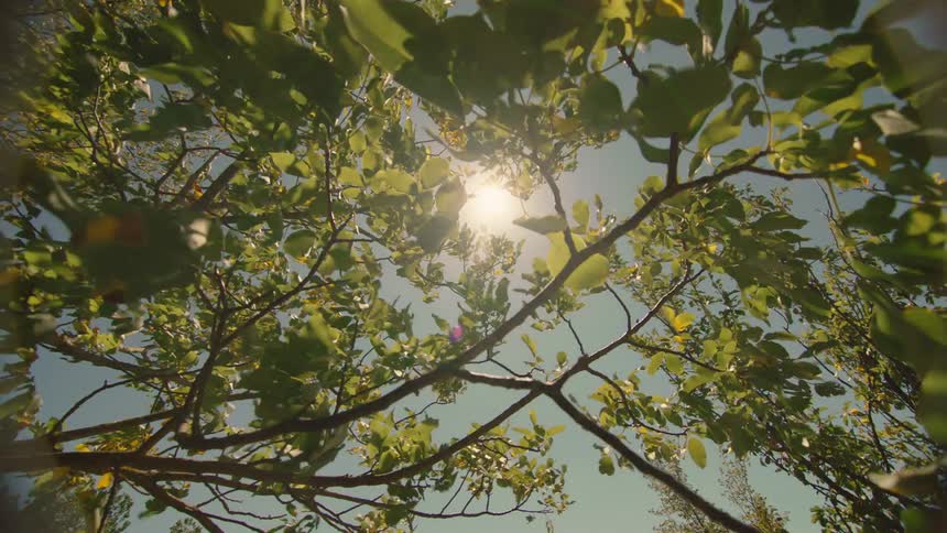 Sunlight shines through the foliage of a tree on a sunny day