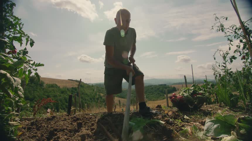 A man uses a long wooden handled hoe to break up the garden soil as he harvest