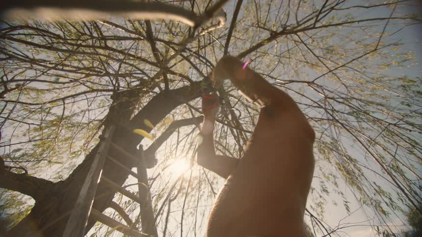 Shirtless man cutting branches of a tree in the yard