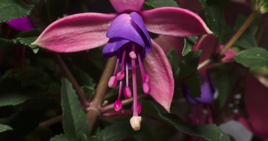 The pistil and stamens of a fuchsia flower move and wiggle