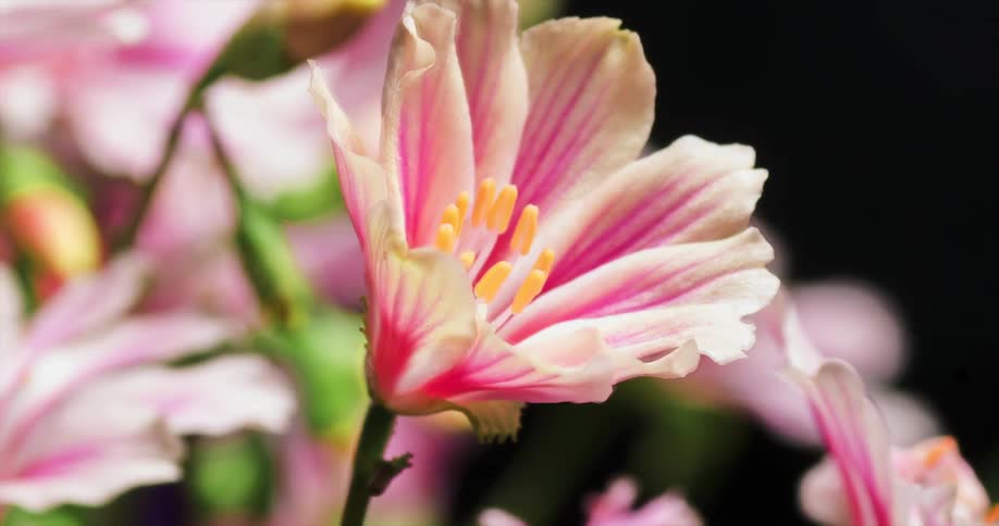 A flowering plant opens and blooms