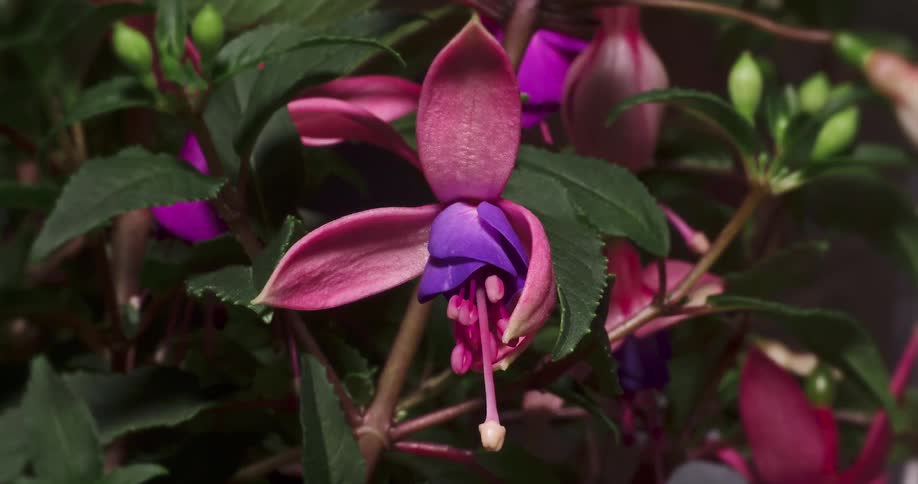 A pink flower blooms during the day