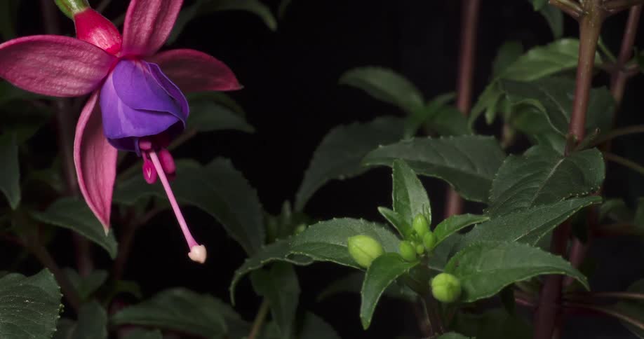 Time lapse of an exotic colorful flower opening at night