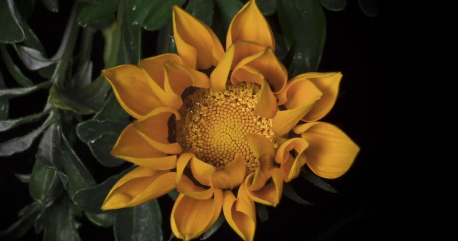 Large yellow flower slowly closes its petals