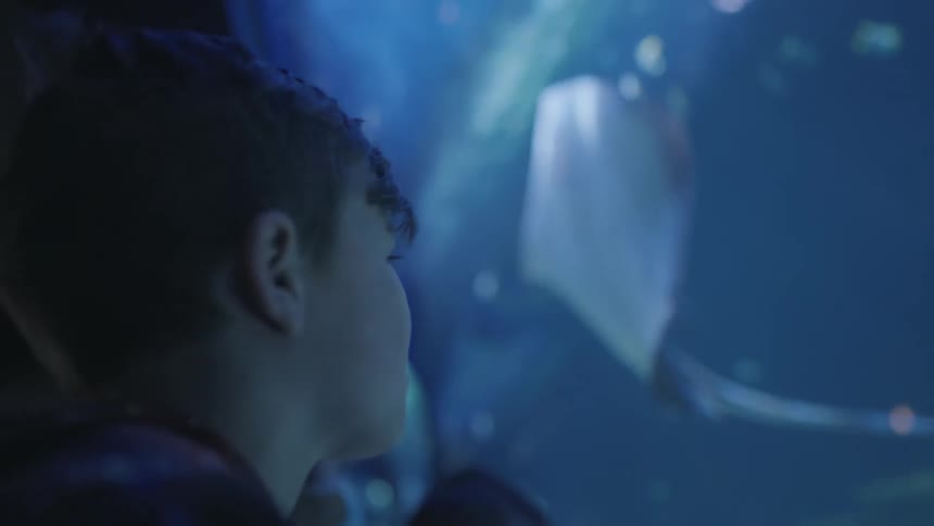 A boy stands watching fish and a sting ray in an aquarium