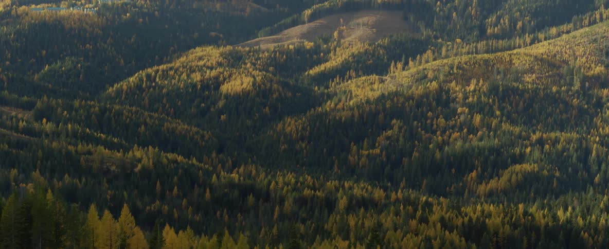 Aerial of rolling hills of a pine tree forest