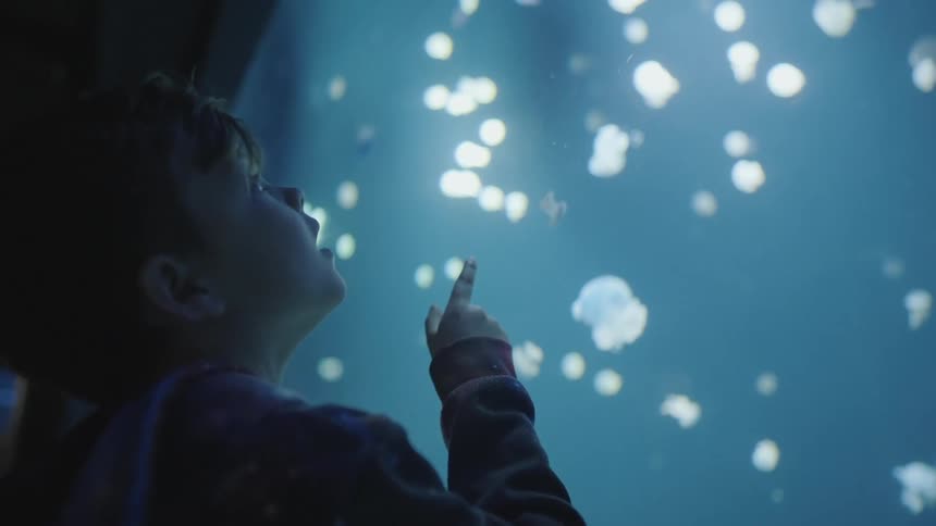 Amazed boy looks at the floating anemone inside an aquarium