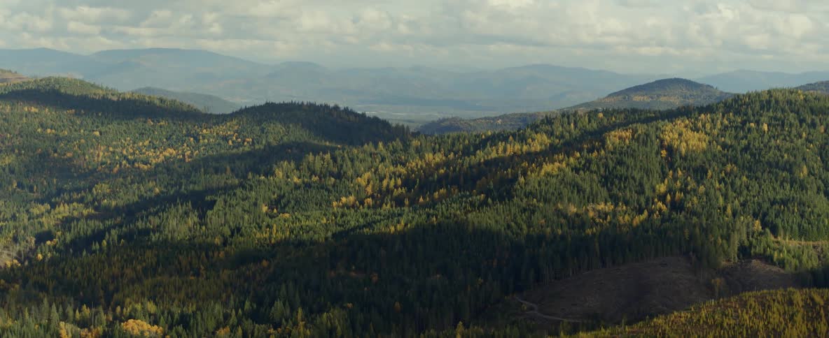 Mountain ridges and slopes covered in forest pines