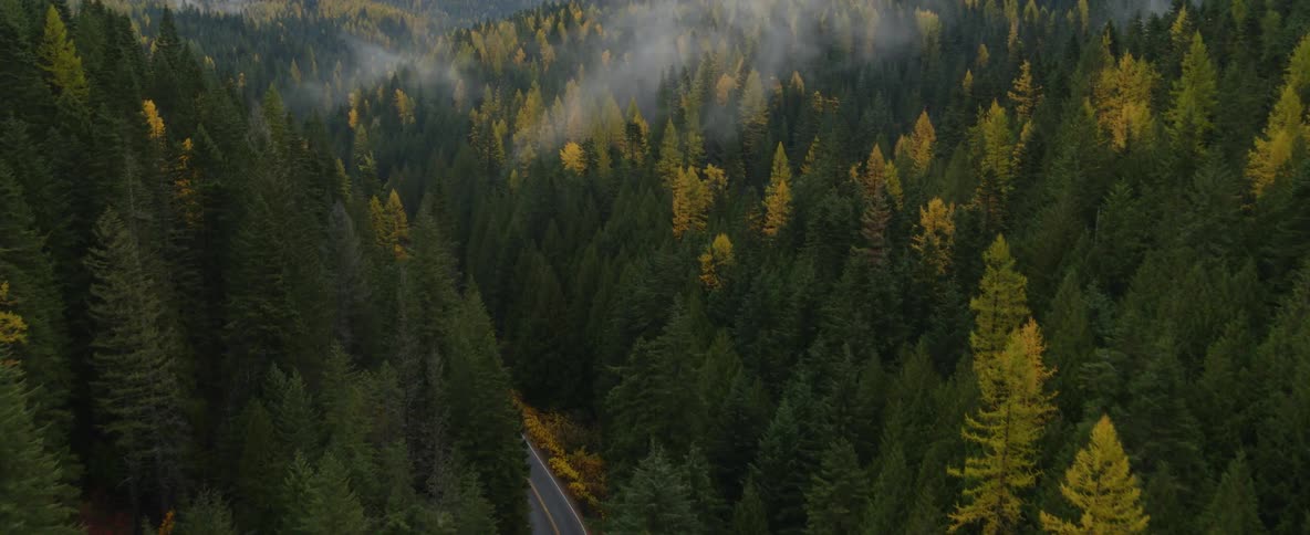 Aerial view of an car traveling on a road through a forest of trees changing into fall colors