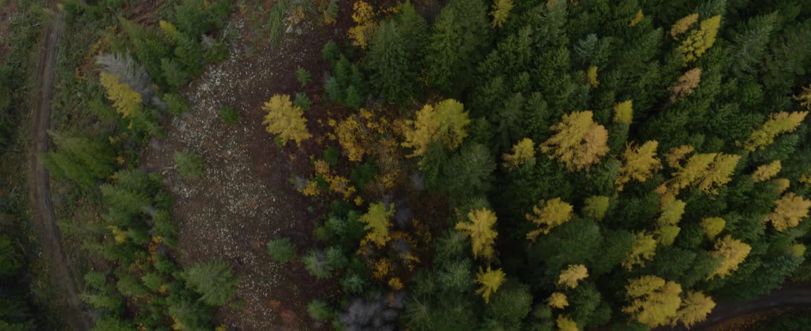 Aerial view over a forest of trees changing into fall colors