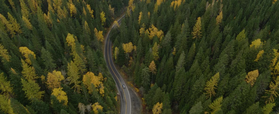 Car drives through a pine tree forest changing seasons
