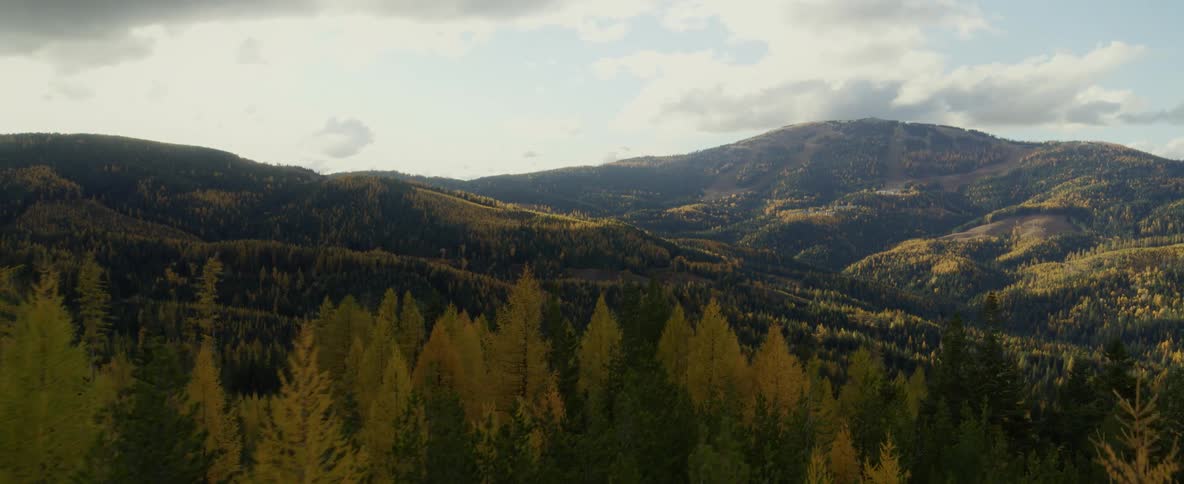 Aerial over a pine tree forest in the mountains
